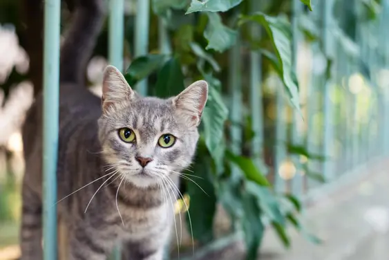 A grey cat peeks through a green fence looking into the camera