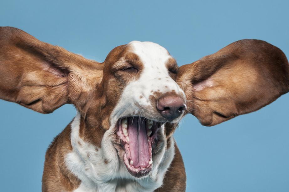 Basset hound with big ears