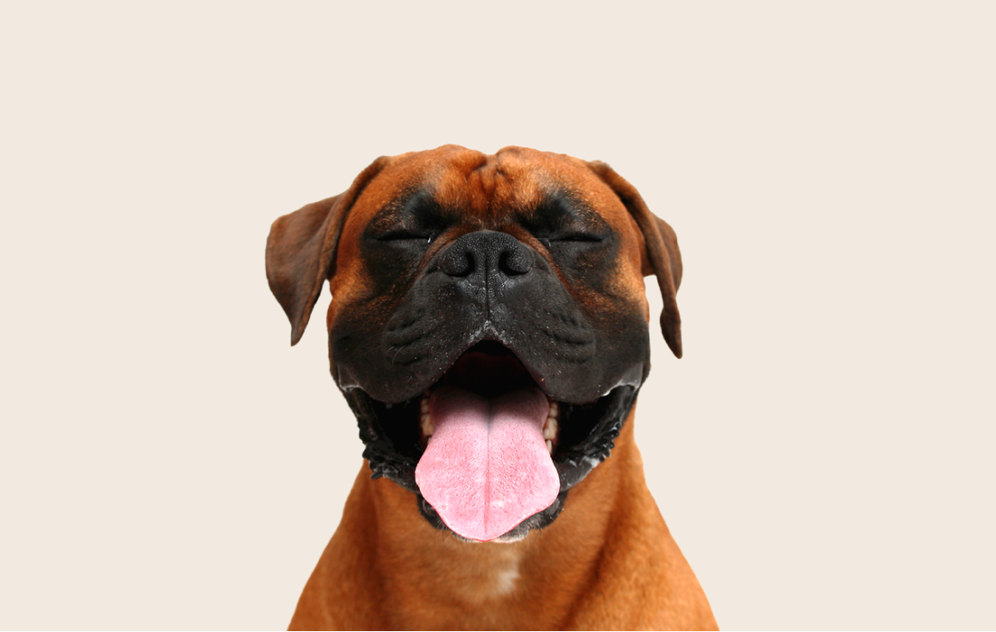 Image of a reddish-brown Boxer with its tongue out and eyes closed