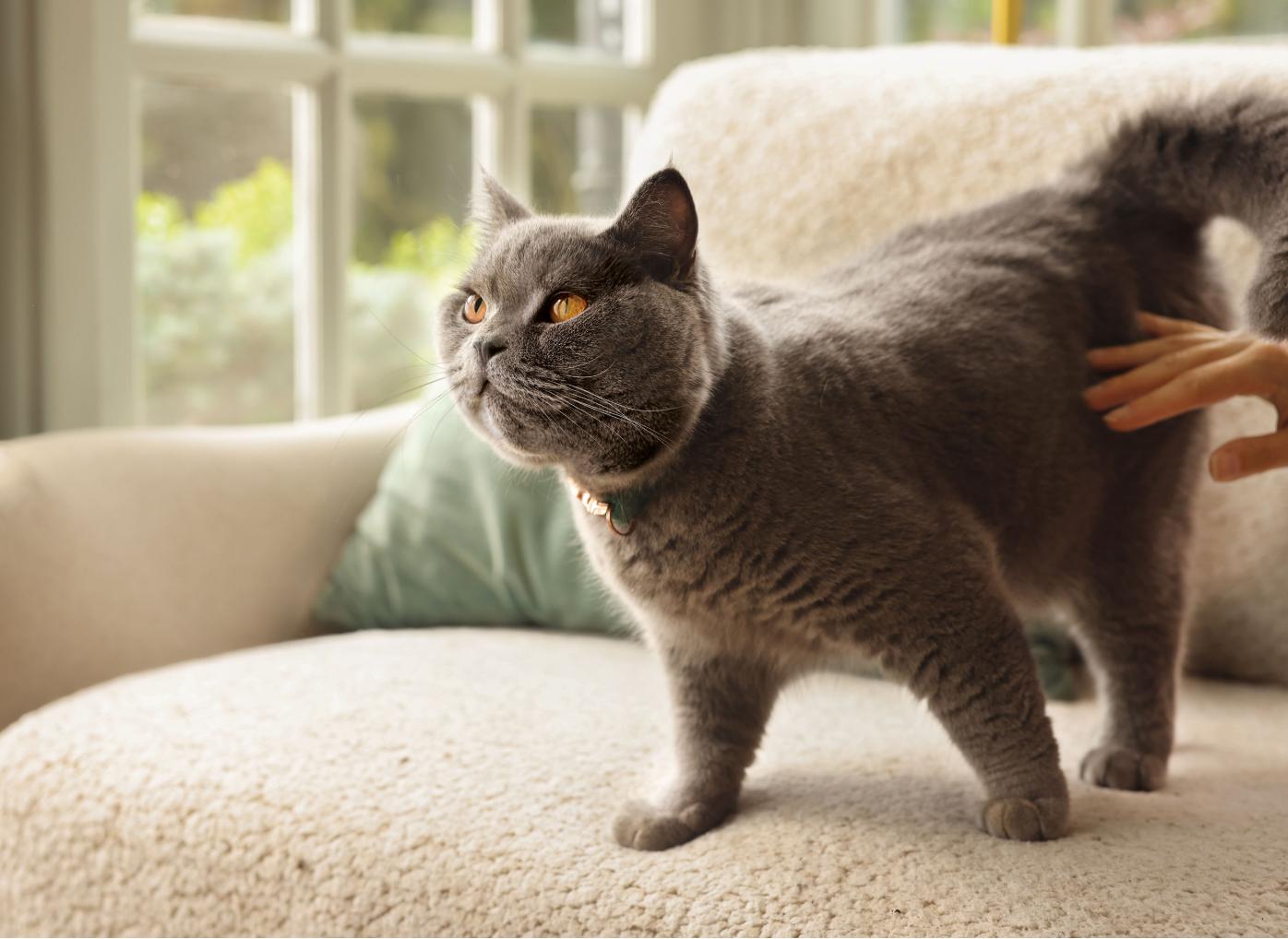 Cat-insurance