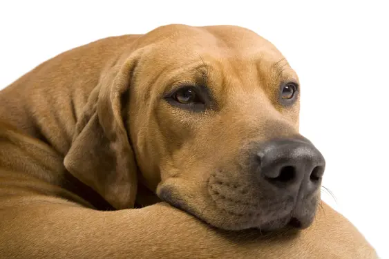 A Rhodesian Ridgeback dog esting in front of white background