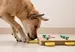 A dog playing with a wooden puzzle indoors