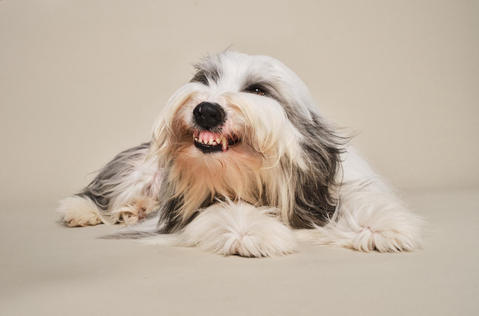 long haired dog baring teeth on tan background