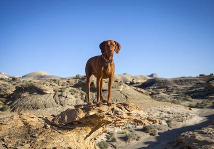 A brown Vizsla stands and looks into the camera, they're in an arid, desert area and the weather is hot