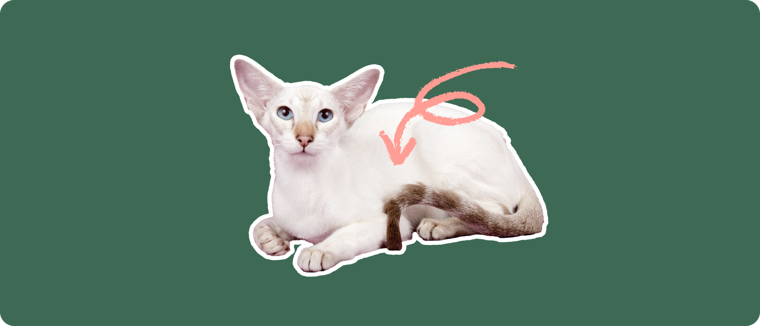 A Colorpoint Shorthair cat, cut out with a white outline, with a pink arrow pointing to it's body center, on a solid green background