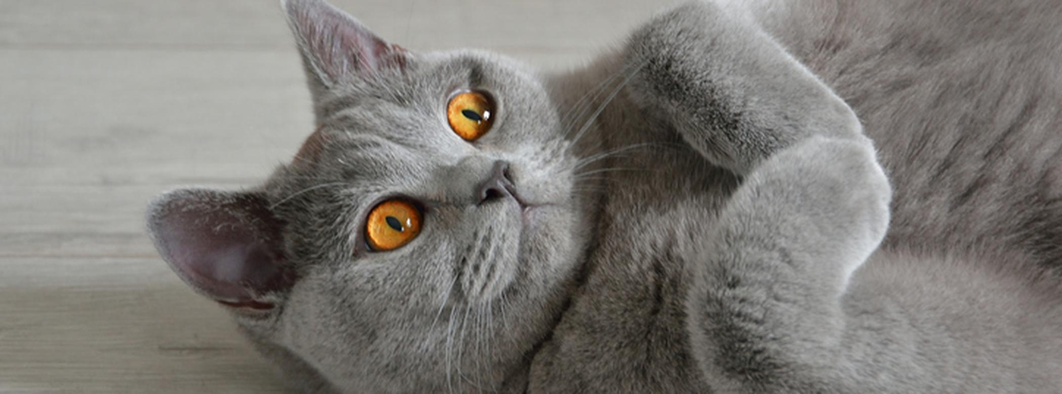 Cat laying on the floor