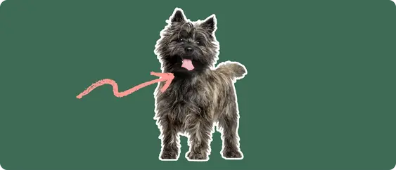 A black Cairn Terrier standing, cut out with a white outline, with a pink arrow pointing to it's neck, on a solid green background