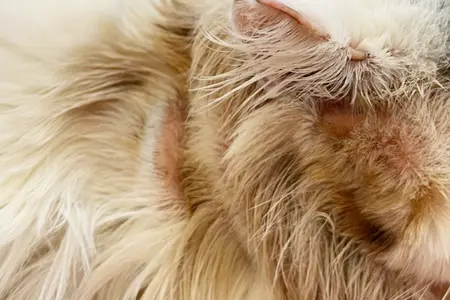 Common skin problems in cats. Cat scratching or licking themselves due to itchiness. A balding area of fur, with obvious hair loss