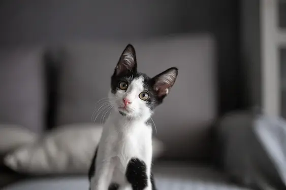 Black-and-white kitten looking into the camera and tilting their head to the left