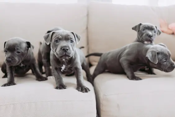 Blue Staffie puppies