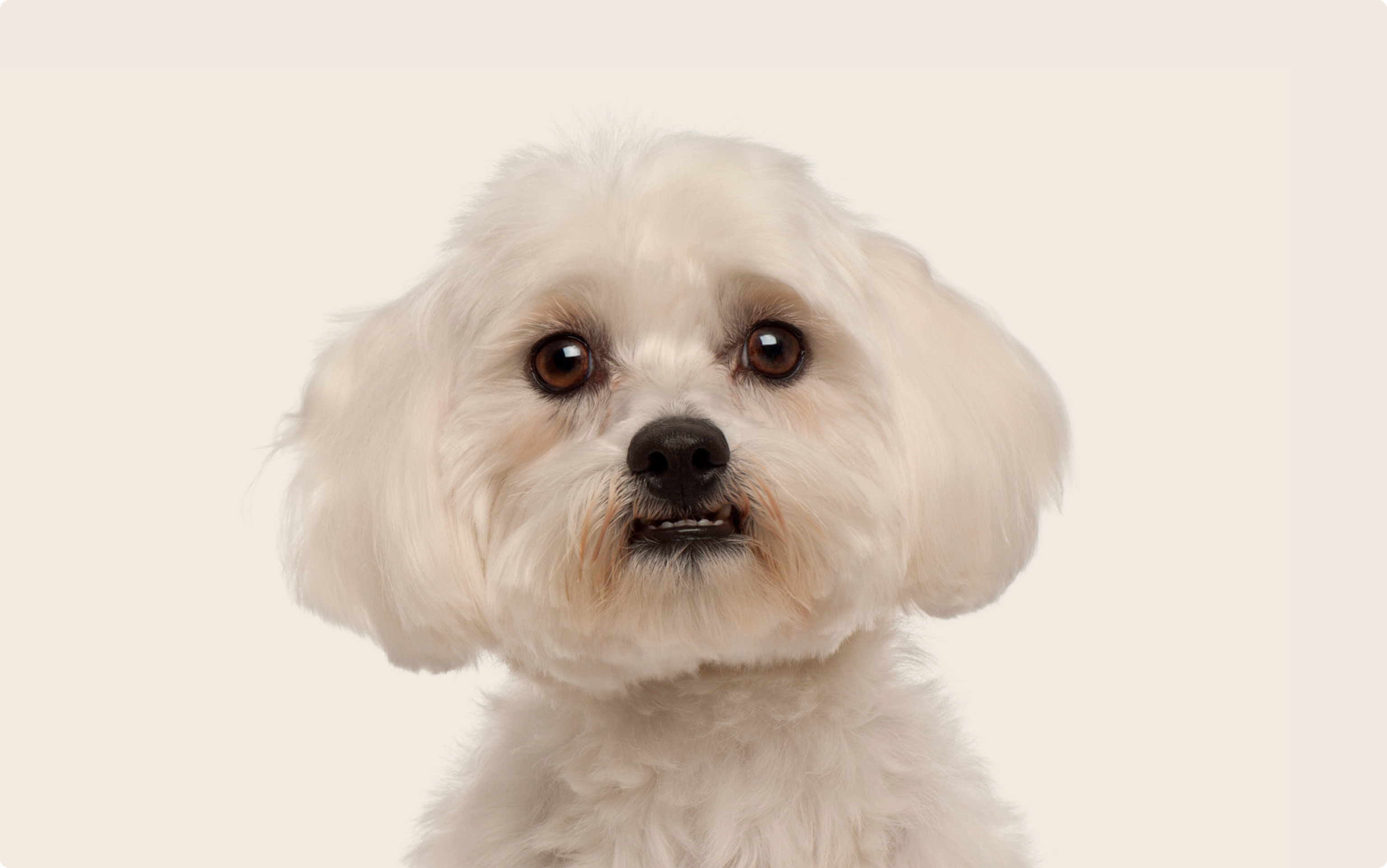 Maltese