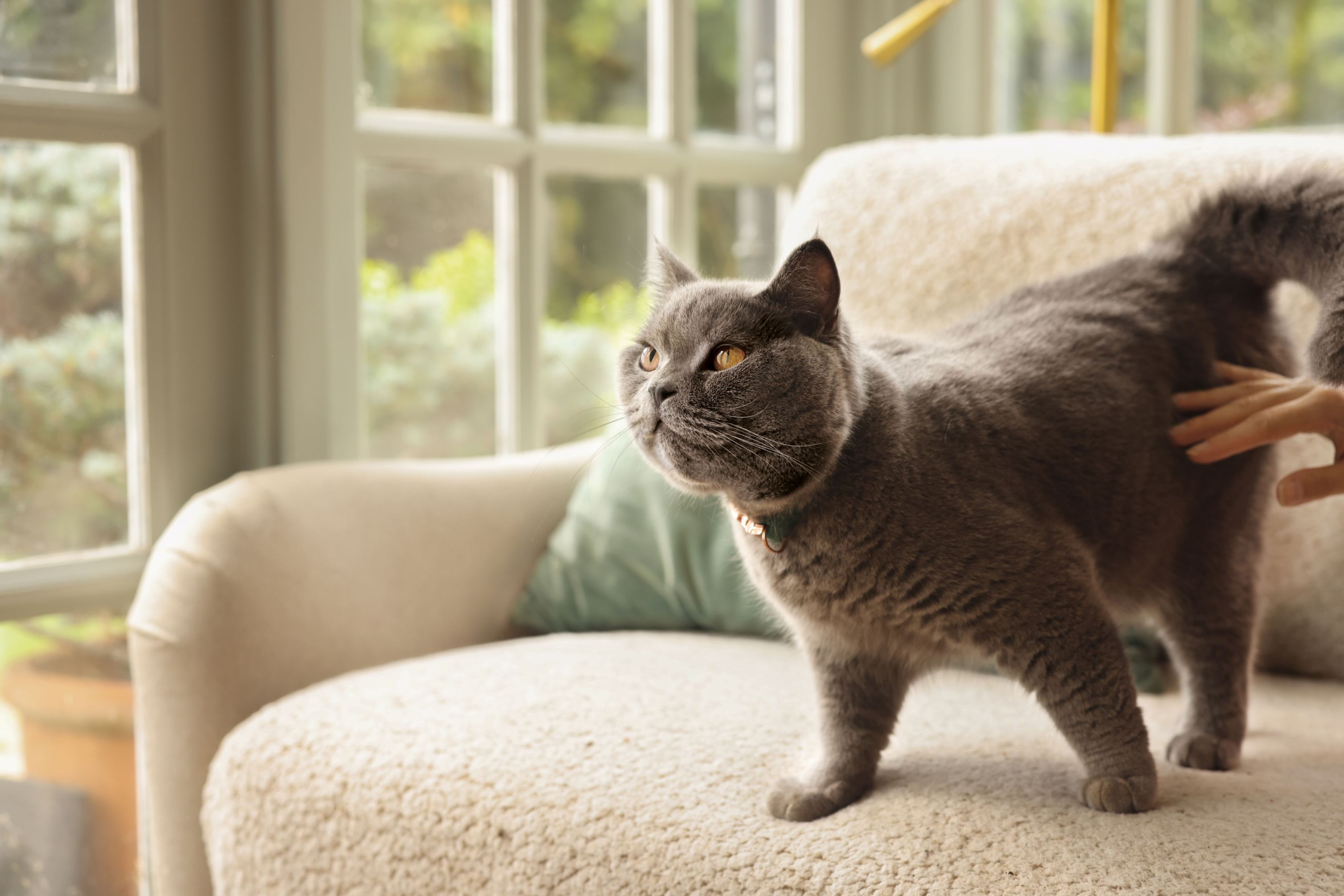 Grey cat staring off to the side on cream sofa with window behind