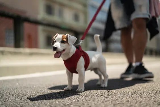 Jack Russell wearing red harness and leash standing on pavement