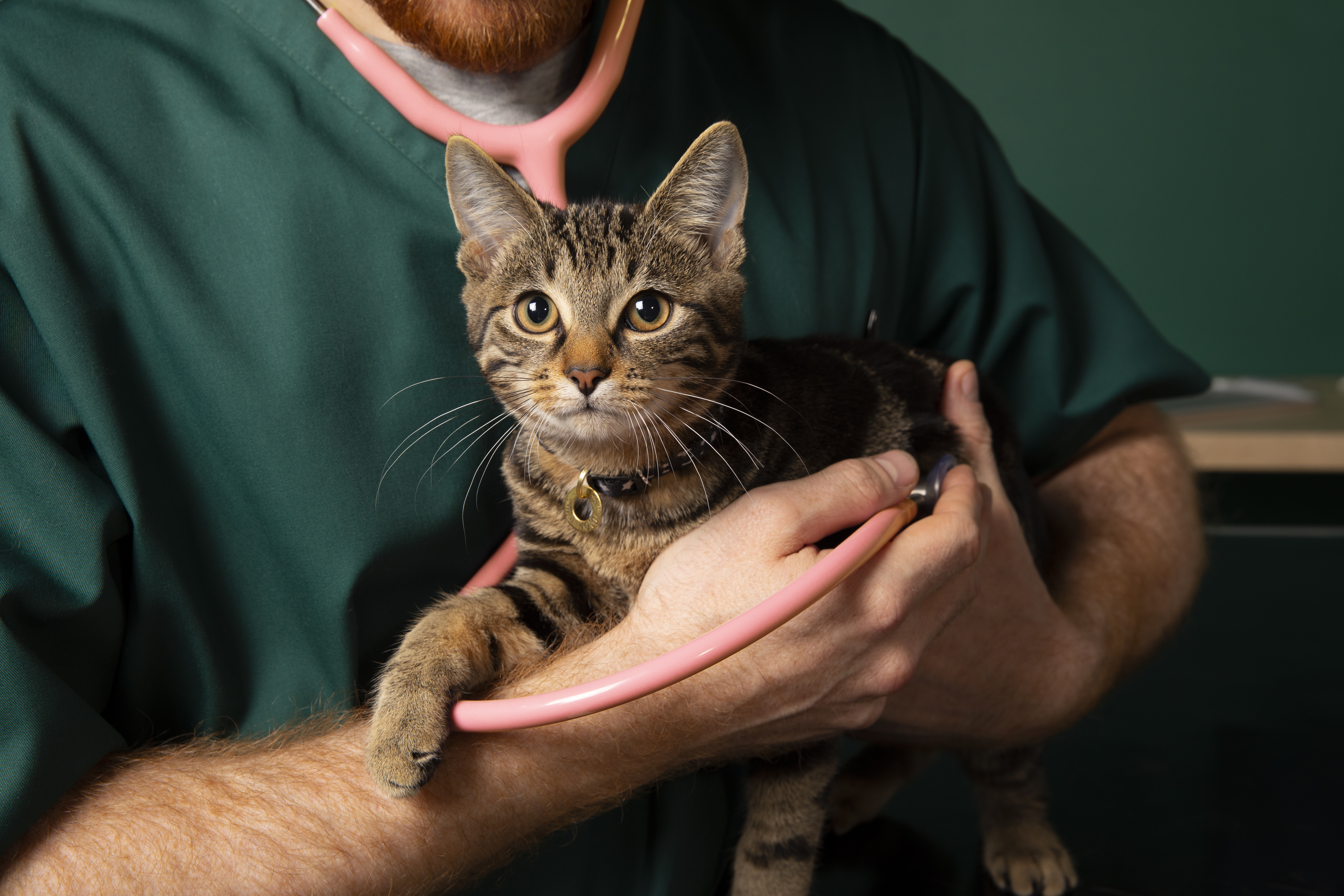 Vet holding a kitten with stethoscope visible