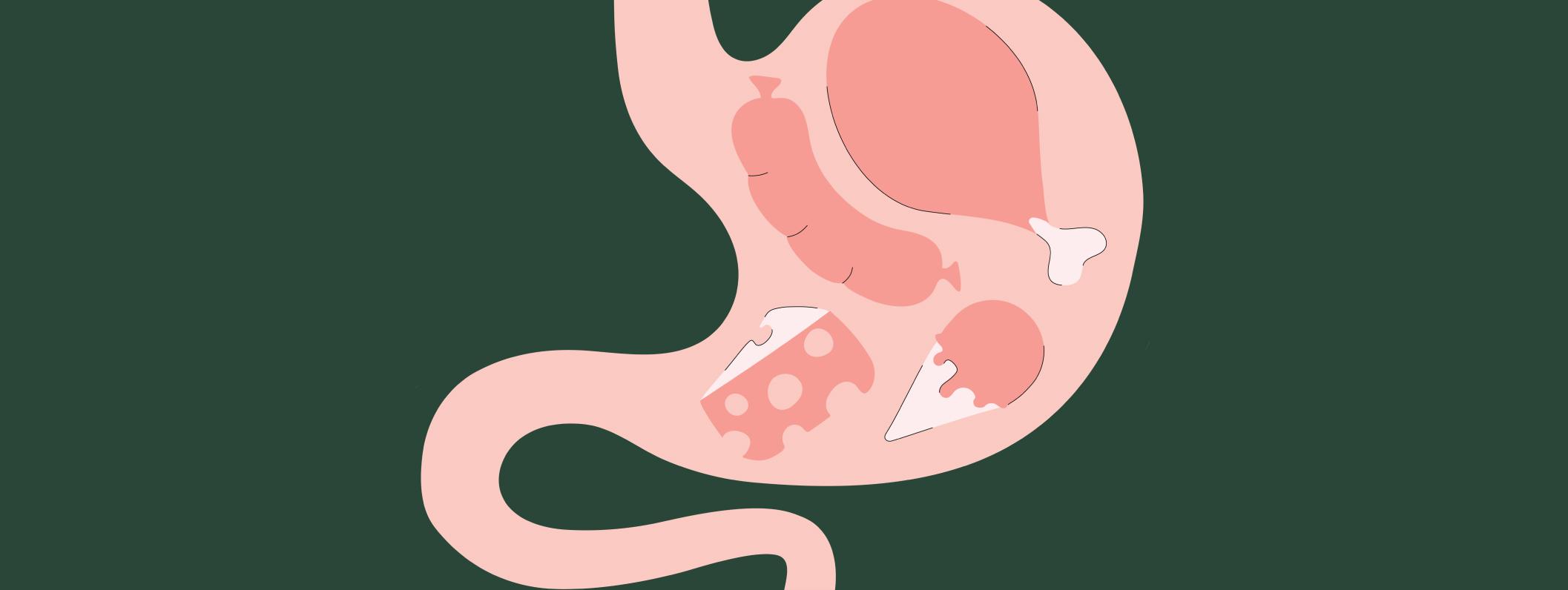 drawing of stomach with food in it