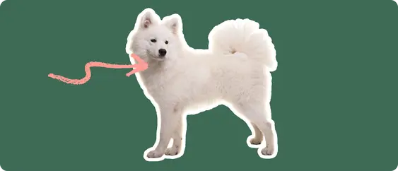 Image of a white Samoyed with a pink arrow drawn to its neck
