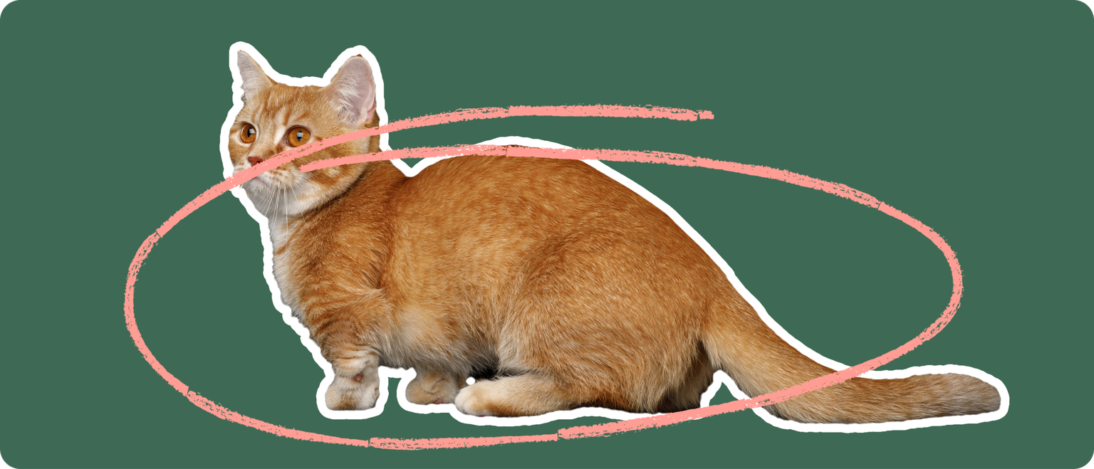 An orange munchkin cat cut out with a white outline, with a pink circle around it's body, on a solid green background.