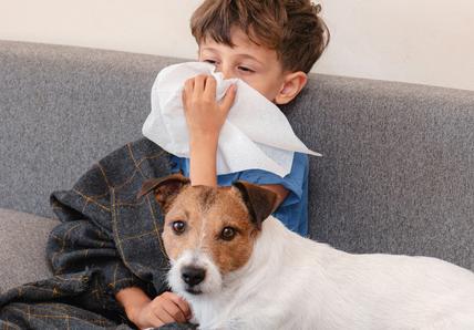 A young boy sitting on a grey couch blowing his nose, with a Jack Russell dog laying in his lap