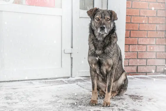 An older dog sits outside near their home's door in light snow