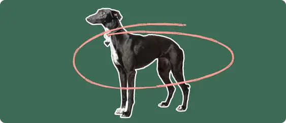 Whippet with a pink circle drawn over its body