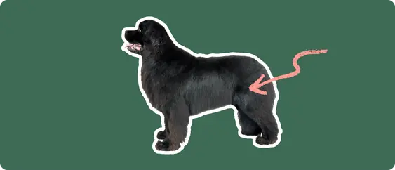 Image of a black Newfoundland dog with a pink arrow drawn to its hip