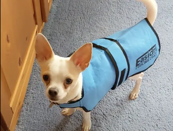 Easidri cool coat