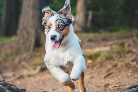 Image of an Australian Shepherd running in a forest