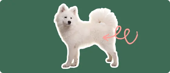 Image of a white Samoyed with a pink arrow pointed to its hip