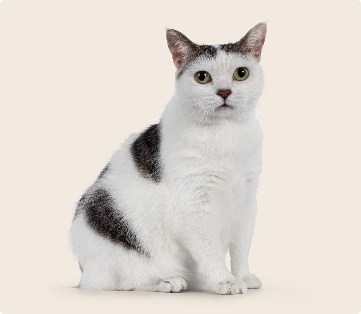 A black and white Manx cat sitting on a beige background