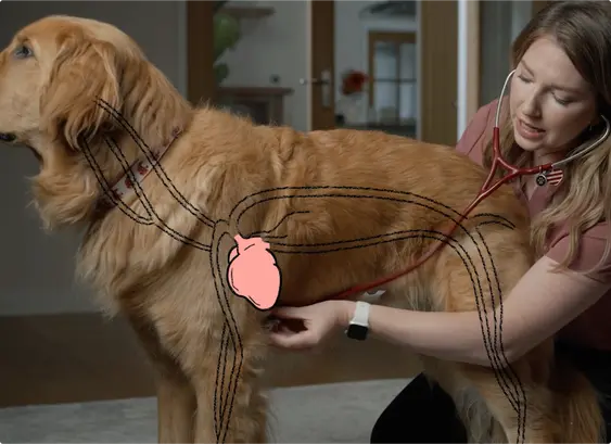 A woman examining a golden retriever with a stethescope
