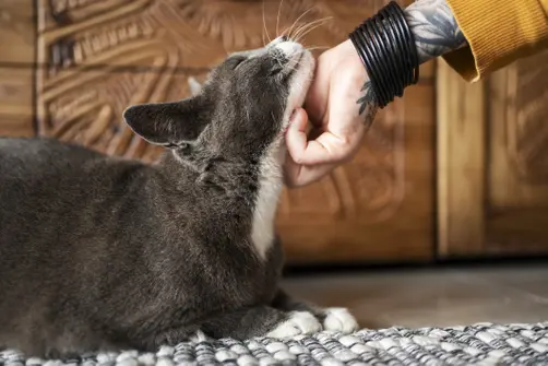 An owner petting the underneath of their cat's neck, the cat is grey and smiling