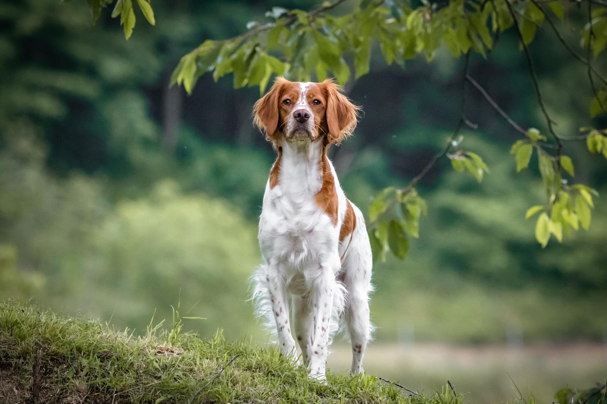 Portrait of brittany spaniel dog standing alert outside