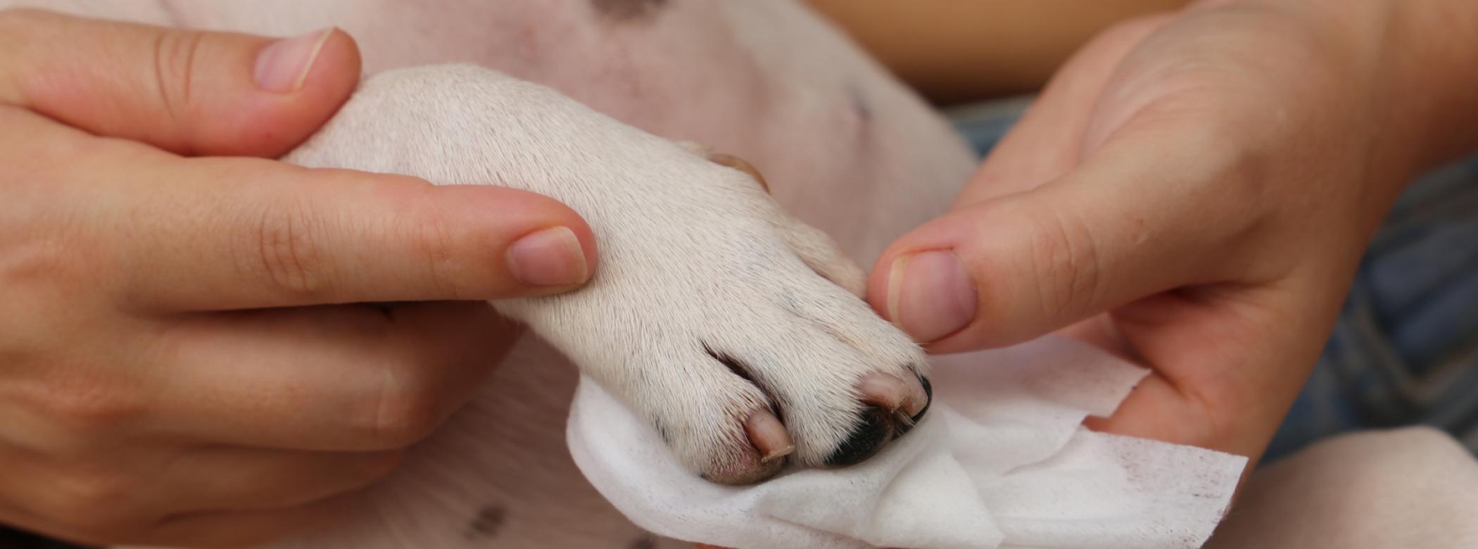 Closeup of dogs paw and nails