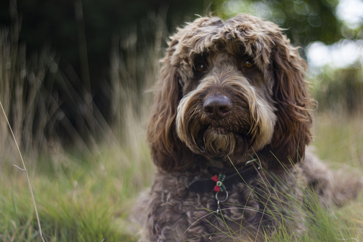 Brown Labradoodle 