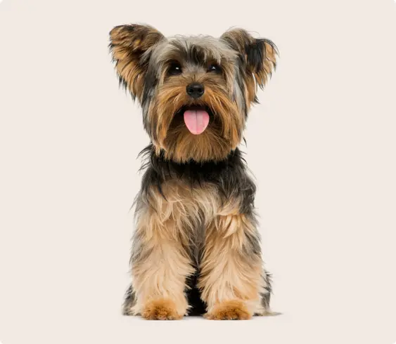 Yorkshire terrier