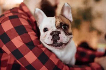 french bulldog in owner's arms