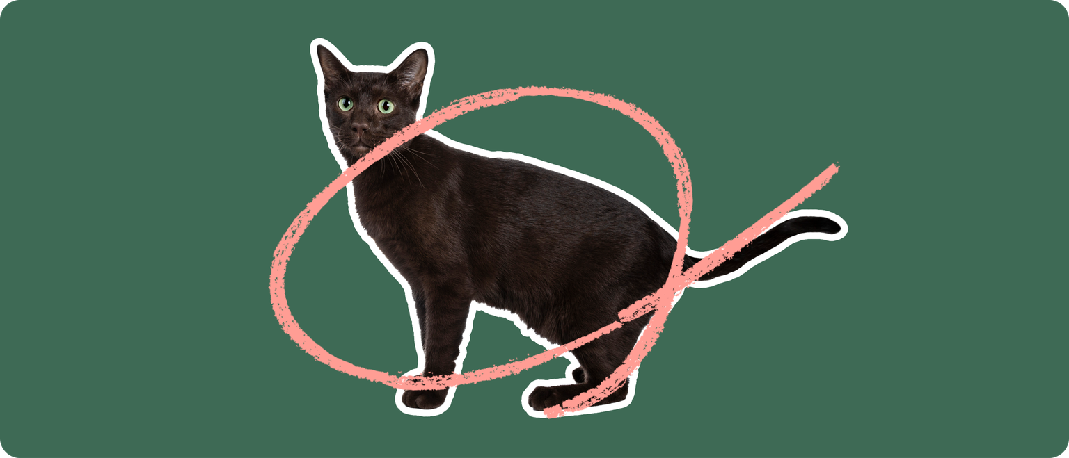 A black cut cut out with a white outline, with a pink circle around it's body, on a solid green background
