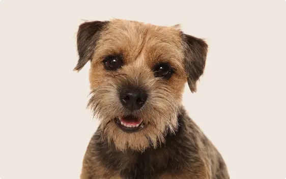 Border Terrier