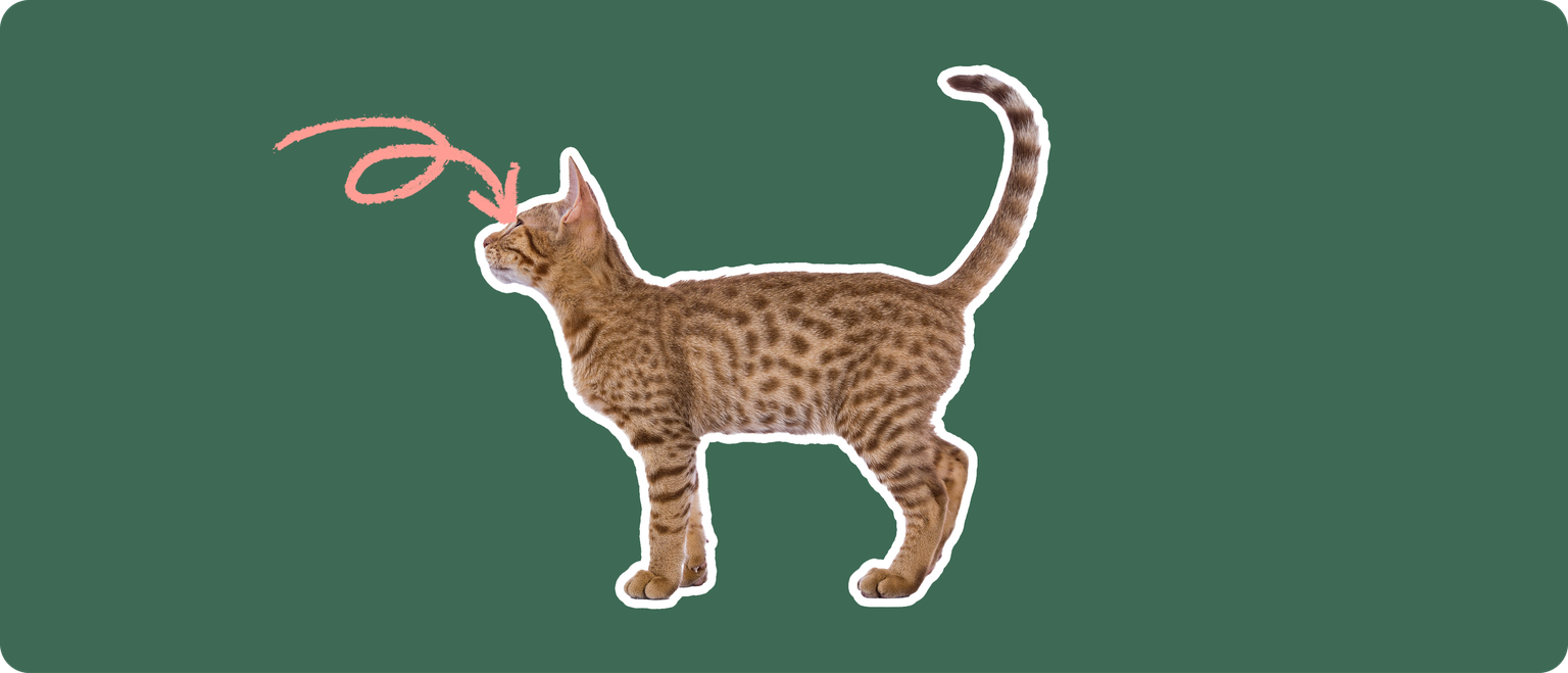 An Ocicat cut out with a white outline, with a pink arrow pointing to it's eye, on a solid green background