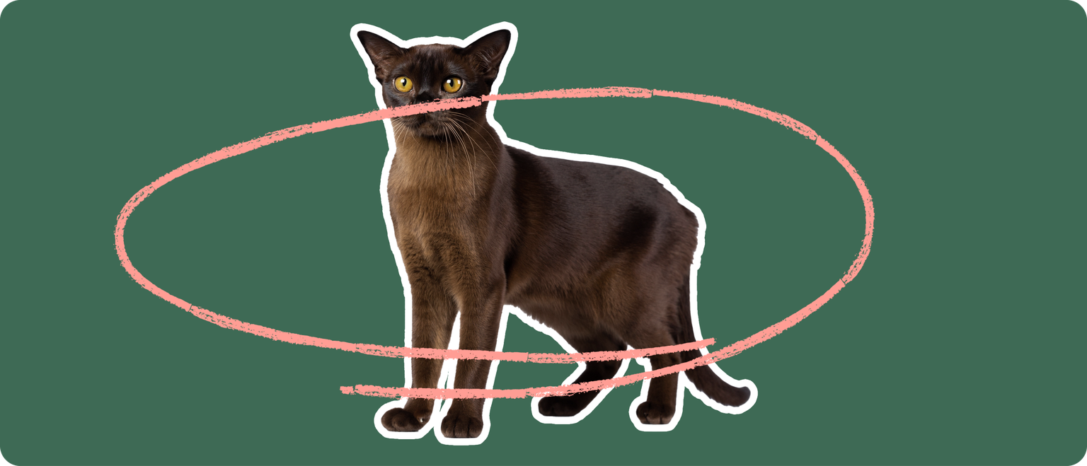 Burmese