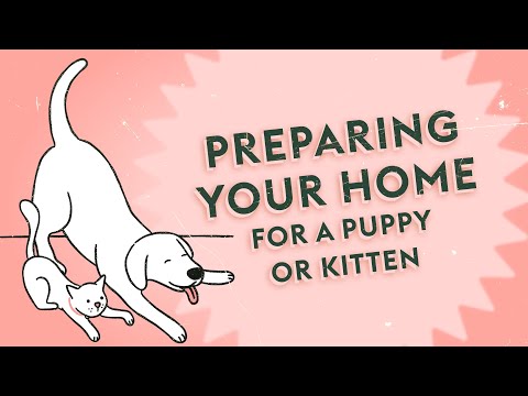 How do I Prep my Home for a New Pet? · Vet Tips