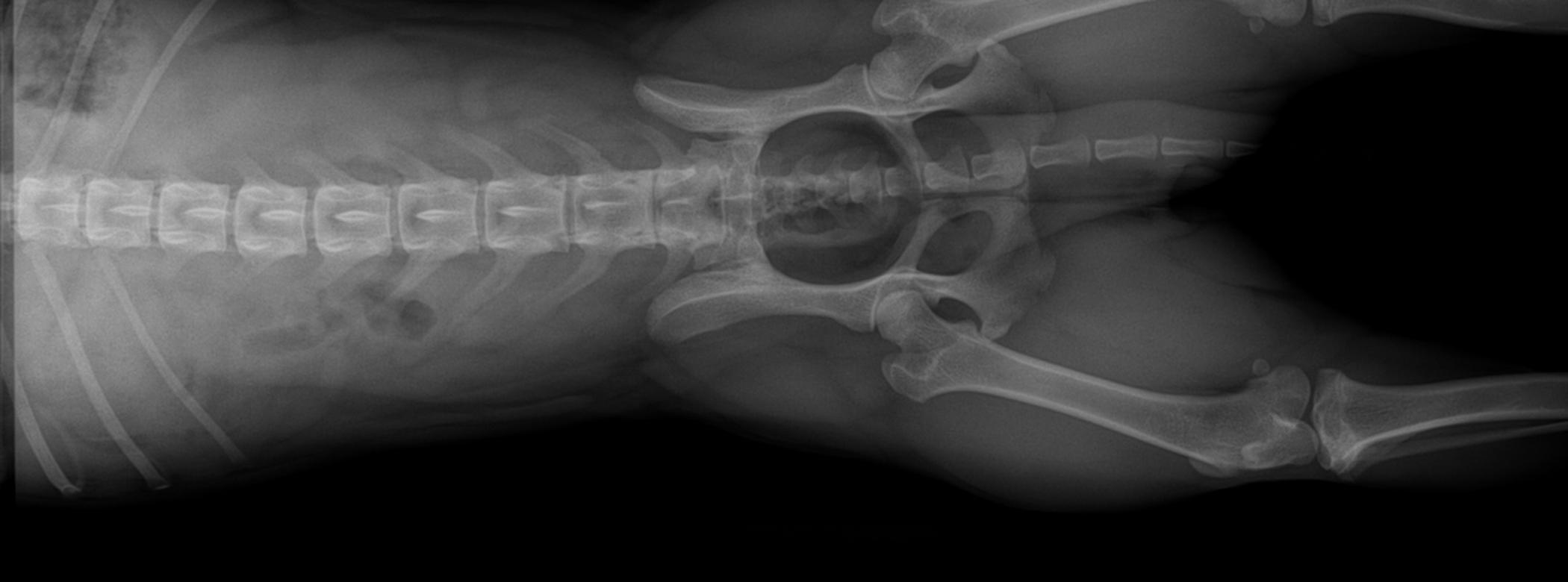 A dog hip dysplasia x ray