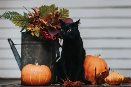 Black cat sitting next to a watering can with autumn plants and some small pumpkins