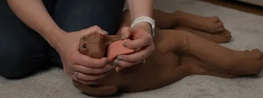 woman holding dummy dog to demonstrate procedure clearing airway of choking dog. Dummy dog's mouth is open with tongue visible.