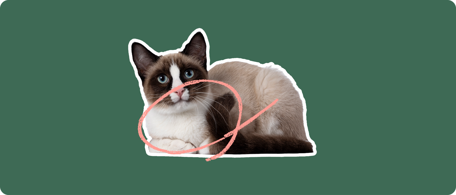 A snowshoe cat lying down, cutout with a white outline, with a pink circle around it's chest, on a solid green background