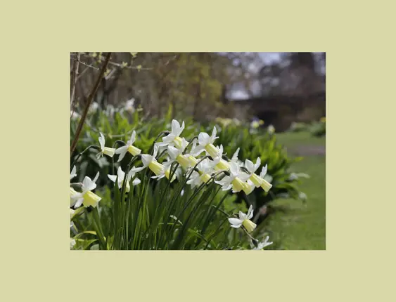 A serene garden path lined with vibrant white and yellow daffodils, surrounded by lush greenery and emerging spring blooms.