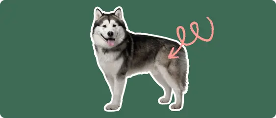 A sturdy Alaskan Malamute standing alert, with a pink arrow circling around and pointing to its hip area, against a dark green background, suggesting a focus on hip dysplasia.