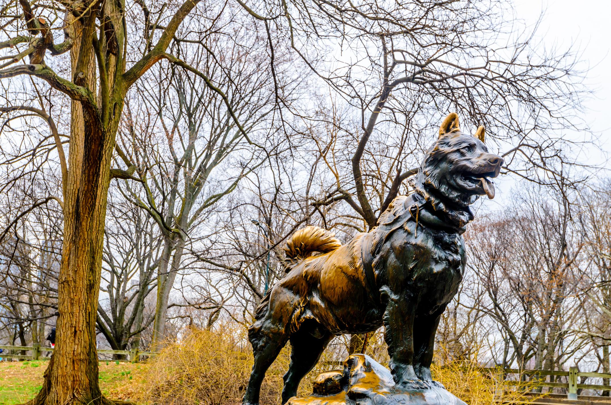 statue of balto the famous siberian husky