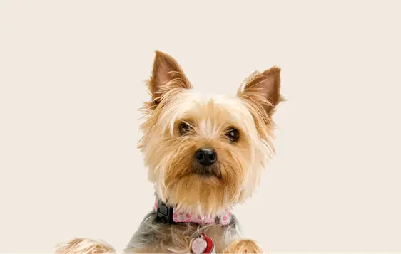 Image of a Yorkshire Terrier looking into the camera on a beige background