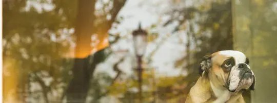 bulldog looking out window after owner leaves, reflection in windows showing trees, sky, and lamp